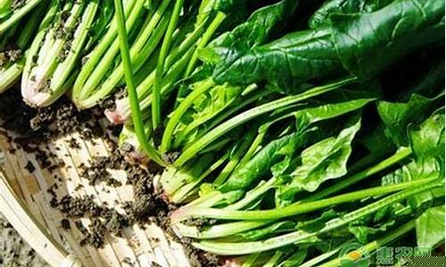 菠菜信息大全(最全菠菜网大全)