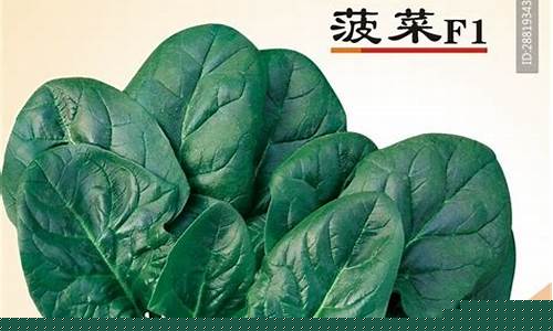 菠菜公司广告(菠菜广告是啥)
