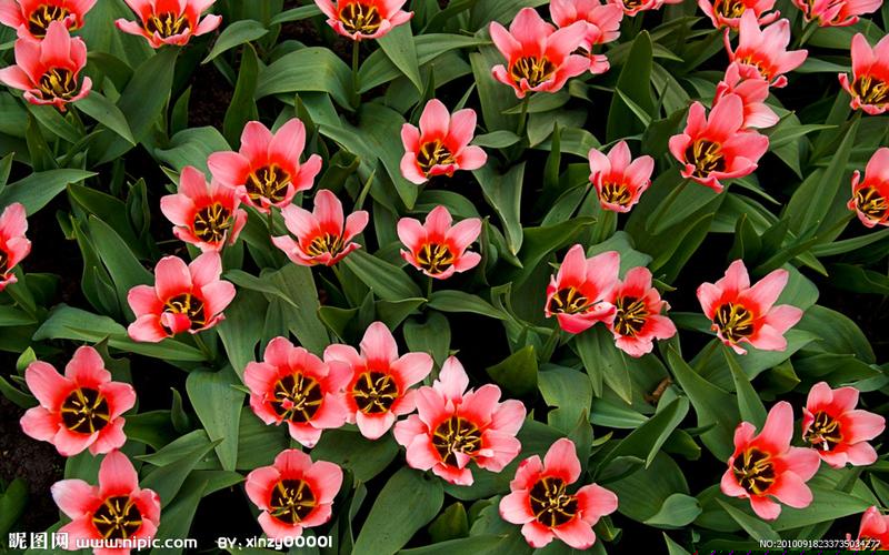 菠菜公司网址(10b菠菜公司)