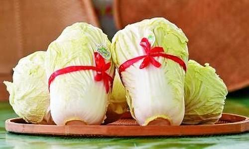 白菜资讯大全(白菜官方网站)