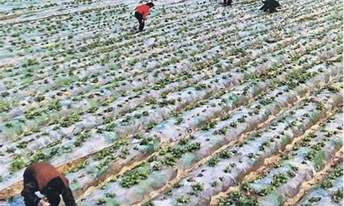 专业菠菜导航官网(菠菜导航网2019看开奖记录)
