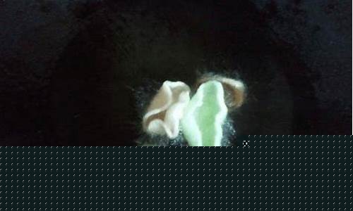 白菜导航(白菜全讯导航网) (2)
