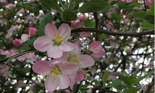 菠菜担保评级网：008白菜网(888白菜网)