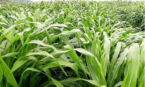 菠菜信息技术(菠菜交流平台)